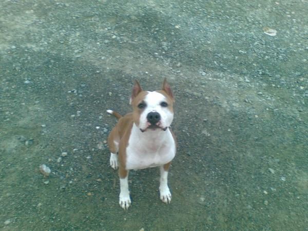 american staffordshire bull terrier para montas