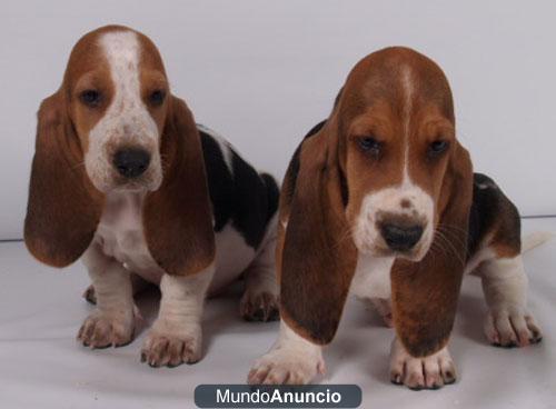 BASSET HOUND, LA MEJR CAMADA