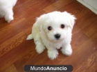 bichon maltes macho - mejor precio | unprecio.es