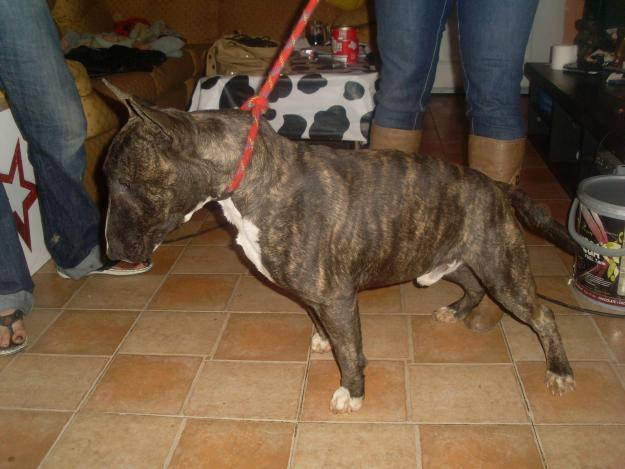 bull terrier ingles para monta y cachorros a la venta