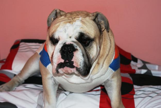 Busco Novia, soy un BULLDOG INGLES.