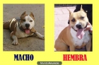 cachorros american staffordshire - mejor precio | unprecio.es