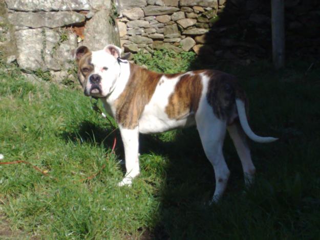 Cachorros de american bulldog