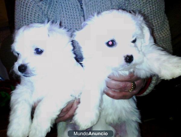 Cachorros de caniche superbaratos