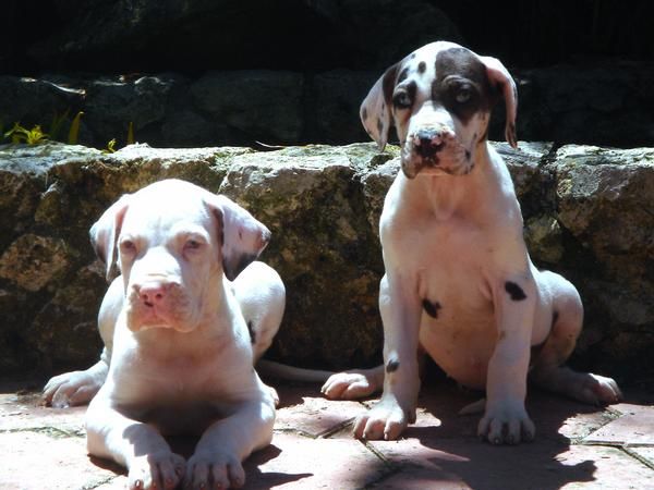 CACHORROS DE DOGO ALEMAN 650