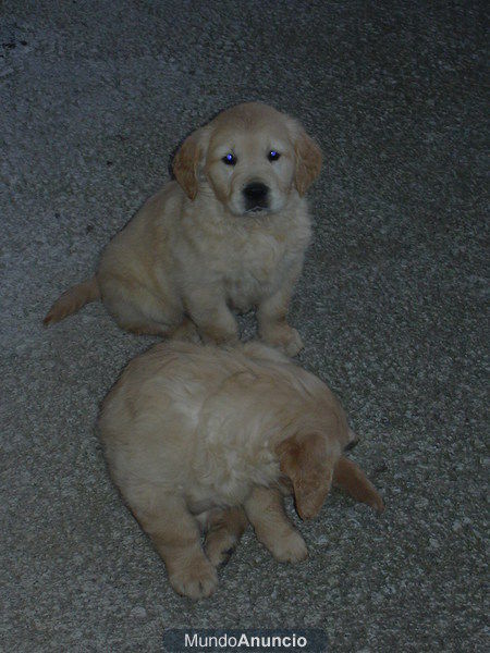 Cachorros de Golden Retriever