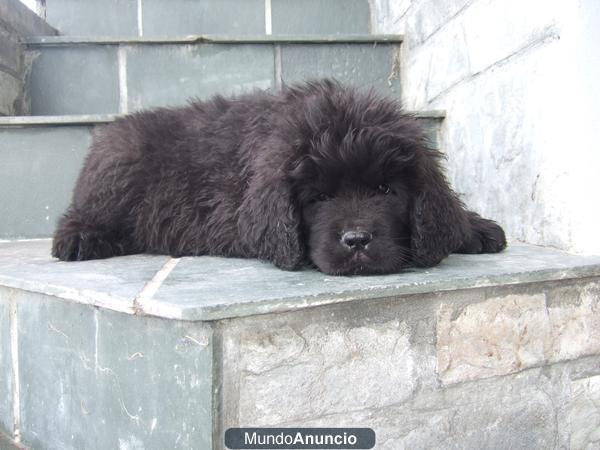 cachorros de terranova con 2 meses