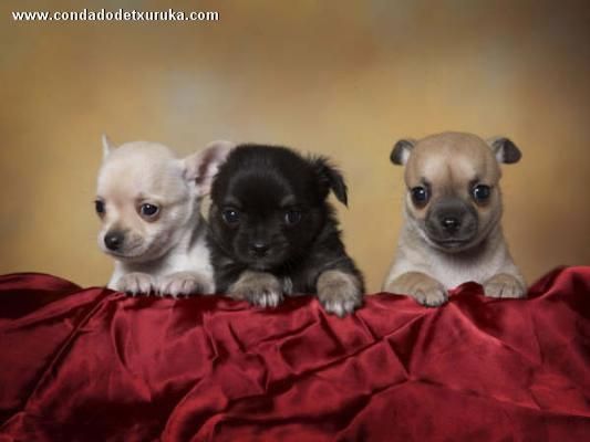 Chihuahuas de Kondado de Txuruka