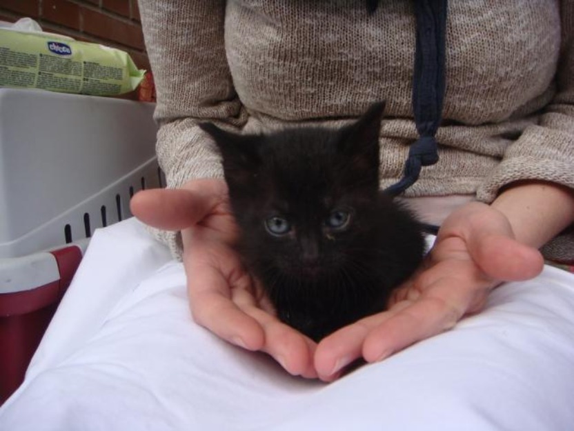 Gatitos de un mes y medio en adopción. Rivas