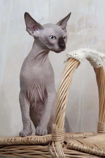 Gatos sphynxCachorros de gatos sphynx ya están listos para entregar ,con vacunas, desparas