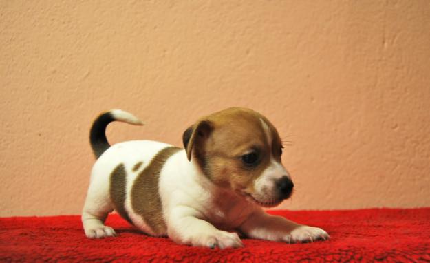 Jack Russell , machos & hembras disponibles para entrega , fotos reales