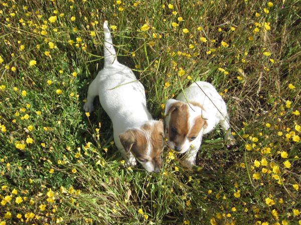 Jack Russels camada de color bicolor