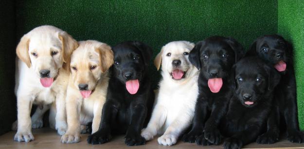 LABRADOR RETRIEVER AMARILLOS Y NEGROS, 190€