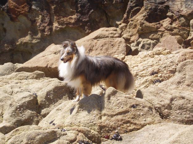 Pastor shetland blue merle busca novia