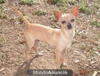 PRECIOSO CACHORRO DE CHIHUAHUA POR 300E