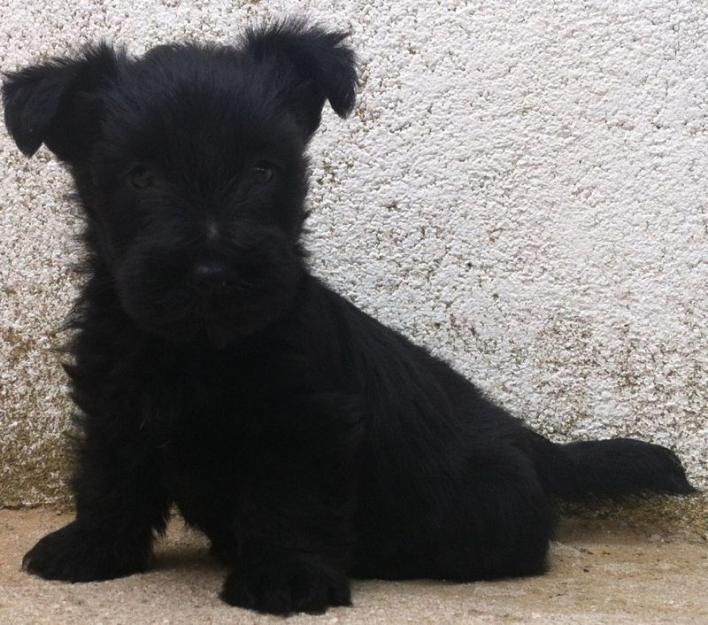 Scottish terrier preciosa camada de color negra son una pasada