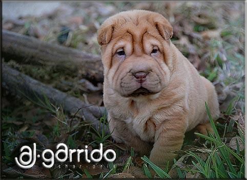 Sharpeis ajgarrido´s Cachorros Disponibles