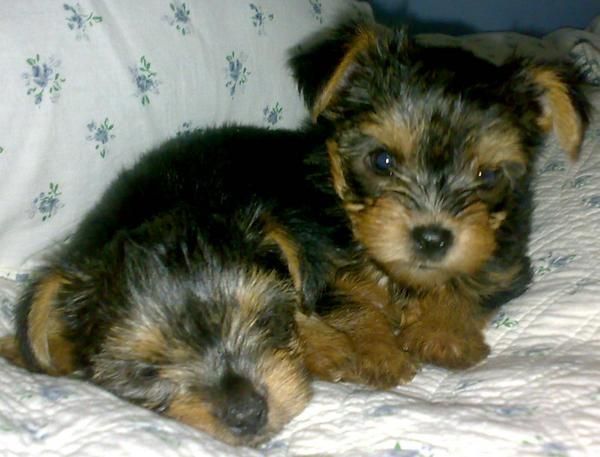 yorkshire terrier enano por solo 300E