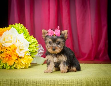 5 cachorros yorkshire terrier disponibles.