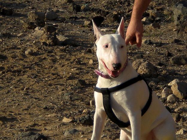 BULL TERRIER BUSCA NOVIO ( GARA )