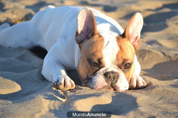 BULLDOG FRANCES PARA MONTA BLANCO Y FAWN