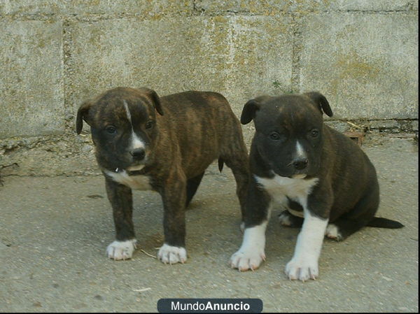 Cachorros American Stanford