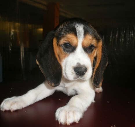 Camada de Beagle, cachorros espectaculares