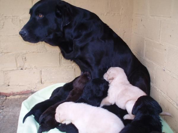 camada de labradores con pedigree