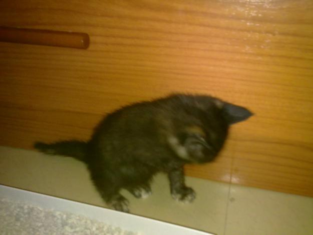 Gatita de 1 mes busca hogar