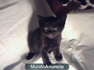 gatito negro