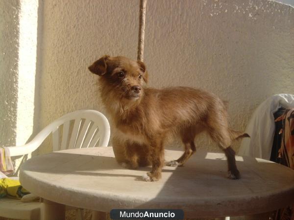 LOLA perrita mini busca familia urgente!!