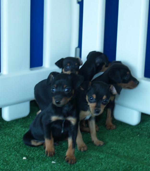 Se ofrecen cachorros de mini pincher