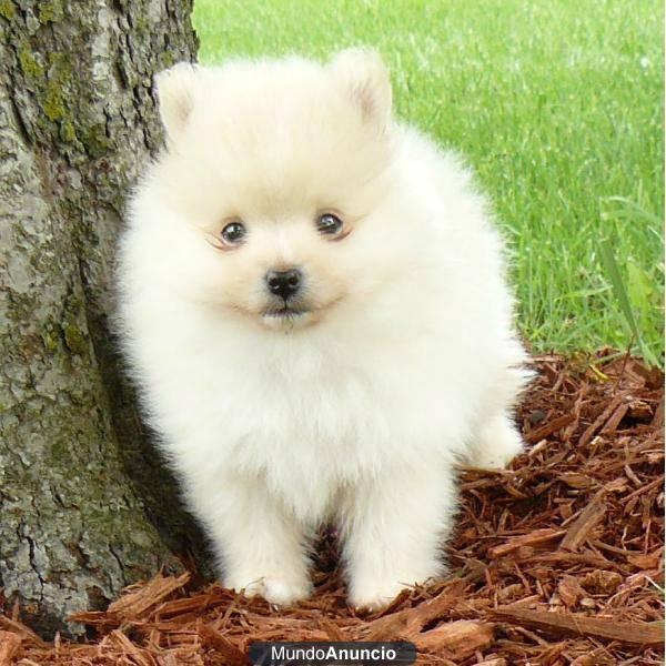 UN POMERANIA CACHORRO