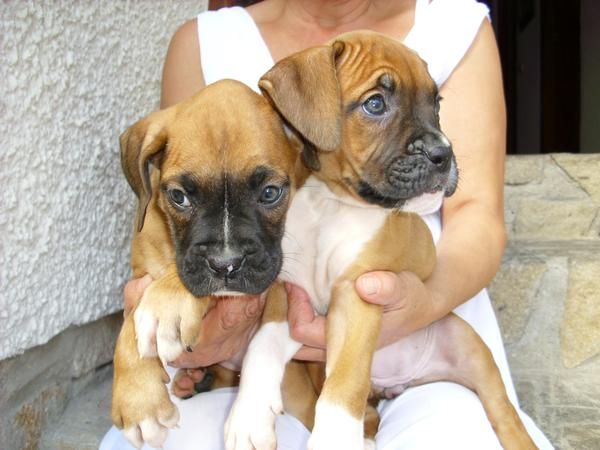 BOXER PRECIOSOS