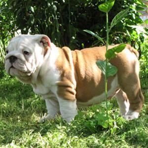 Bulldog Inglés lindo para adopton / gratuito