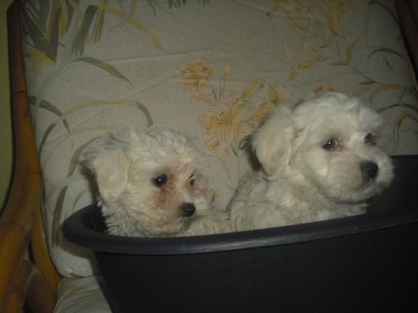 Cachorritos de Bichon Maltes