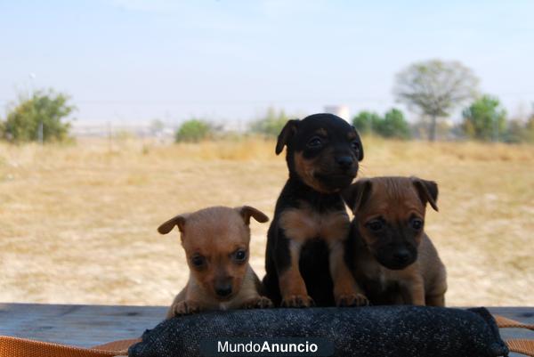 cachorritos de mini pinscher con dos meses