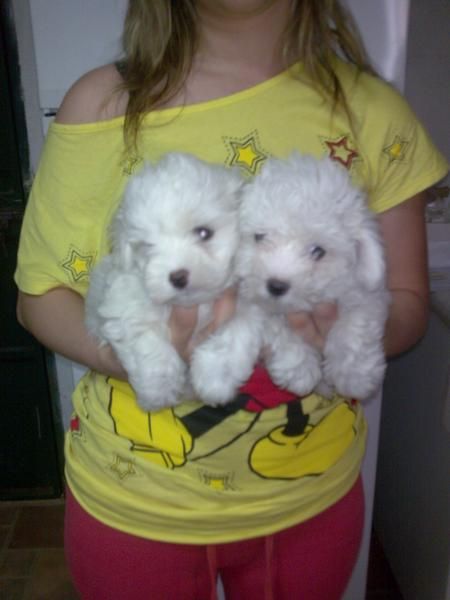 Cachorros de bichon maltes