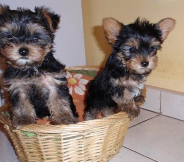 Cachorros de yorkshire preciosos