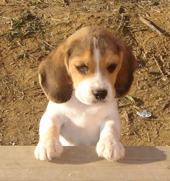 PRECIOSOS BEAGLE NACIONALES. PEDIGREE. GARANTIA