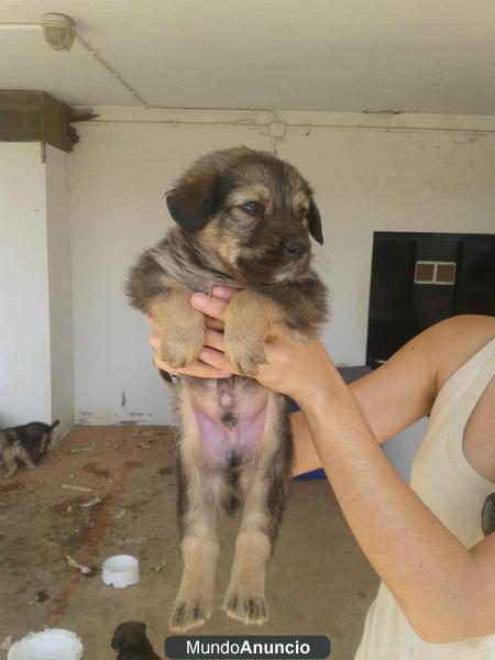 Se regalan cachorros mestizos