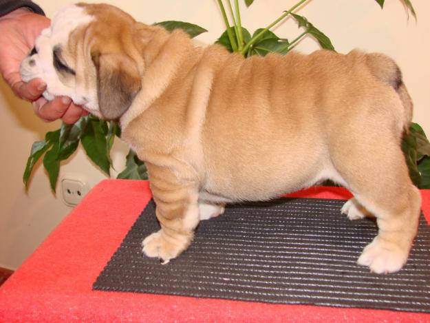 Cachorros de bulldog INGLES , Pedigre Loe