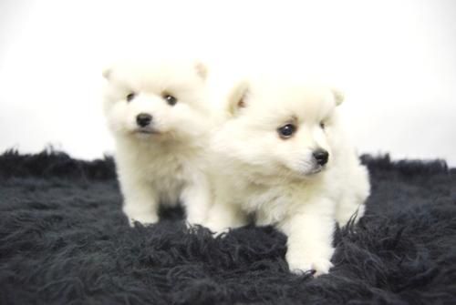 Excelentes Pomerania Cachorros ( BLANCOS ) maxima Calidad y Seriedad