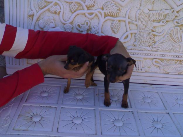 Pinscher cachorros,pedigree,390eur.652325877