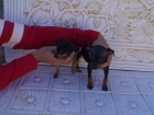 Pinscher cachorros,pedigree,390eur.652325877 - mejor precio | unprecio.es