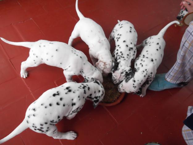 vendo cachorros dalmata