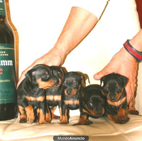 Vendo Cachorros Pincher Miniatura