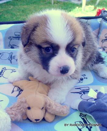 WELSH CORGI PEMBROKE