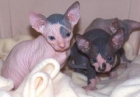 " Sphynx (los gatos sin pelo) disponibles" - mejor precio | unprecio.es