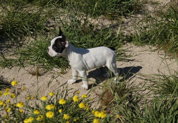 Bulldog Frances cachorros de raza y calidad